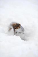 esquilo com neve no inverno foto