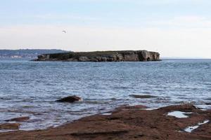 uma vista de pássaros na ilha de hilbre no wirral foto