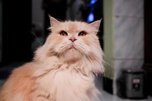 lindo gatinho persa vermelho pequeno. foto