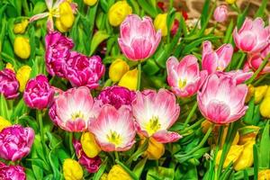 tulipa rosa proeminente e bonita no jardim. foto