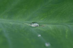 bom detalhe de gotas de água na folha - detalhe macro foto