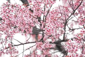 cereja selvagem do himalaia ou prenus cerasoides, chame nang phaya suar klong tree a flor rosa florescer em plena floração em toda a árvore parece uma sakura., tailândia. foto