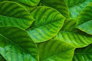 fundo de gota de água de folha verde foto