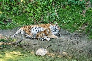 mãe tigre siberiano com seu filhote deitado relaxado em um prado. poderoso gato predador. foto