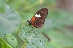 borboleta colorida em uma folha, flor. elegante e delicado foto