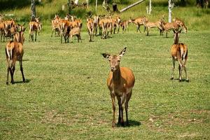 gamo no prado foto