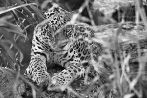 jaguar em preto e branco, deitado atrás da grama. pêlo manchado, camuflado à espreita. foto