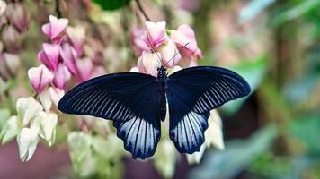 borboleta colorida em uma folha, flor. elegante e delicado foto