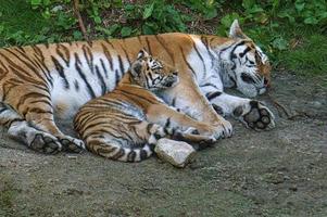 mãe tigre siberiano com seu filhote deitado relaxado em um prado. poderoso gato predador. foto