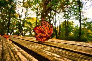 folha de outono deitada em um banco no parque foto