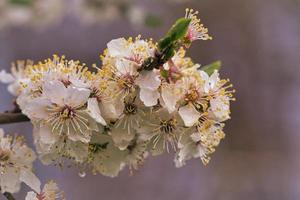 as flores de ameixa mirabelle são fantasticamente lindas. foto