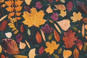 composições de folhas de bordo de outono amarelo. conceito de outono com fundo de folhas vermelho-amarelas. folhas coloridas brilhantes foto