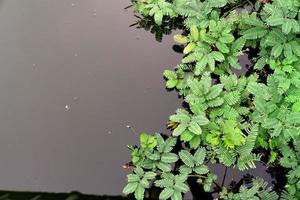 padrão de folhas verdes, fundo de mimosa de água de folha para o conceito de natureza foto