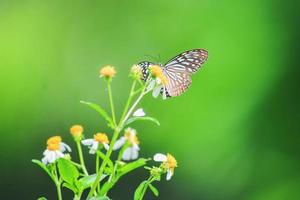 lindas borboletas na natureza estão procurando néctar de flores na região tailandesa da tailândia. foto