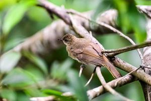 um pássaro na floresta tropical da tailândia empoleirado em um galho. foto