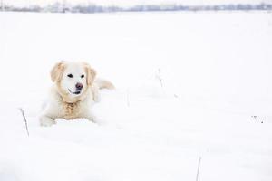 grande cão labrador retriever na paisagem de inverno encontra-se na neve no monte de neve. foto