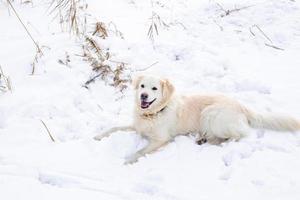 grande cão labrador retriever na paisagem de inverno encontra-se na neve no monte de neve. foto