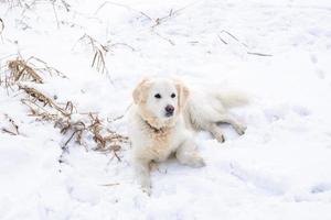 grande cão labrador retriever na paisagem de inverno encontra-se na neve no monte de neve. foto