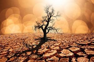 árvores morrem em uma terra estéril por causa do aquecimento global. foto