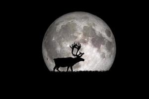 silhueta de veado noturno contra o pano de fundo de um grande elemento de lua da imagem é decorado pela nasa foto