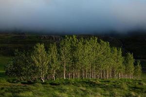 paisagem pitoresca com natureza verde na islândia durante o verão. imagem com uma natureza muito tranquila e inocente. foto