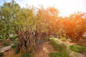 jardim do pomar de oliveiras do Getsêmani. foto