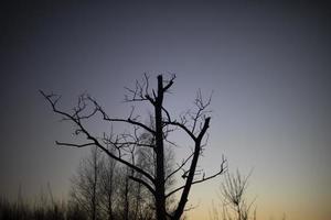 árvore morta contra o céu. galhos secos. foto