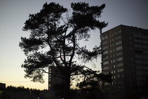 silhueta de árvore à noite. árvore na cidade ao pôr do sol. foto