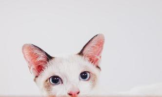 gato gatinho fofo isolado no modelo de banner web em branco de fundo branco e espaço de cópia