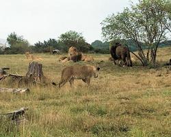 uma visão de um leão africano foto