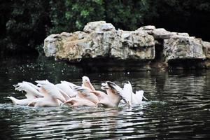 uma visão de alguns pelicanos em londres foto