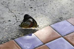 borboletas se reproduzem no chão da mesa de cimento, em uma manhã de inverno quando os raios quentes do sol chegam. foto