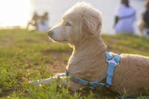 retrato de cachorrinho à beira-mar durante o pôr do sol. foto