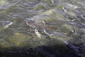 pangasius - disputando comida no rio, é um grande número de peixes que se alimentam para sobreviver como um peixe de água doce, um peixe sem gosto, um peixe de caça para pescadores encontrados nas águas doces da tailândia. foto