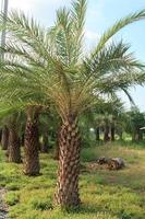 tamareira está crescendo nos jardins dos agricultores como uma fruta doce que é nativa do Oriente Médio da Ásia. é uma fruta econômica cultivada para venda e exportação, popular entre o público em geral. foto