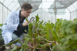 um homem cientista está analisando plantas de vegetais orgânicos em estufa, conceito de tecnologia agrícola foto