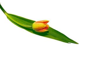 tulipas de flores coloridas de primavera. natureza foto
