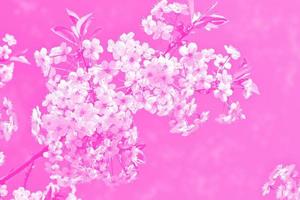 cerejeira de ramo florescendo. flores coloridas brilhantes da primavera foto