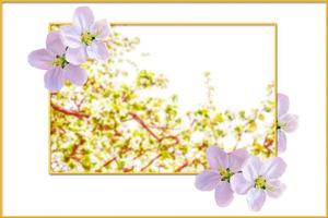 maçã de ramo florescendo. flores coloridas brilhantes da primavera foto