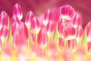 fundo natural. primavera flores coloridas tulipas foto