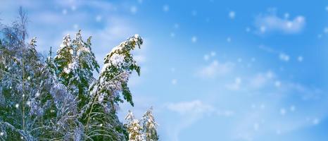 floresta de inverno congelado com árvores cobertas de neve. foto