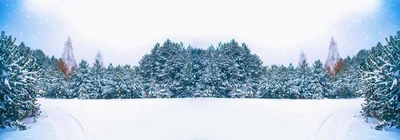 floresta de inverno congelado com árvores cobertas de neve. foto