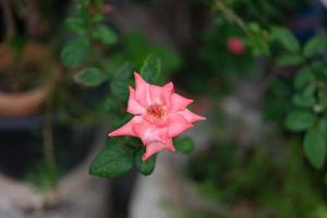 rosas em tons pastel. foco suave pequena profundidade de campo foto. conceito dia dos namorados foto