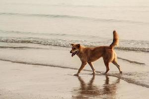 cachorro marrom brinca alegremente e brincando na areia enquanto as ondas do mar descansam contra as margens em um dia claro com ondas. foto