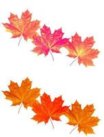 folhas de outono coloridas brilhantes foto