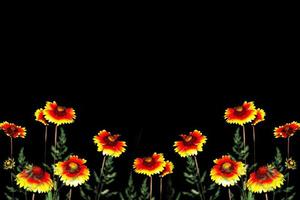 flor de rudbeckia colorida brilhante. natureza foto