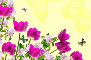 maçã de ramo florescendo, tulipas. flores coloridas brilhantes da primavera foto