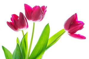 primavera flores coloridas tulipas foto