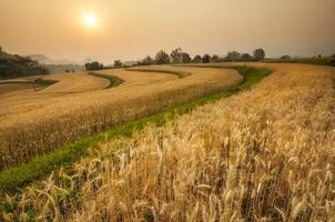 campo de cevada dourada em samoeng chiang mai, tailândia foto