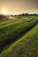 Campo de arroz de cevada pôr do sol em samoeng chiang mai, tailândia foto